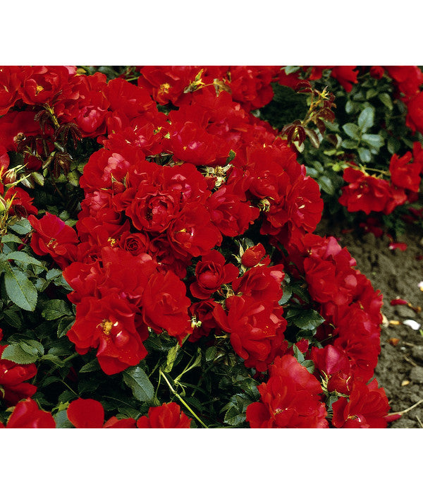  Bodendeckerrose 'Centro®-Rose'