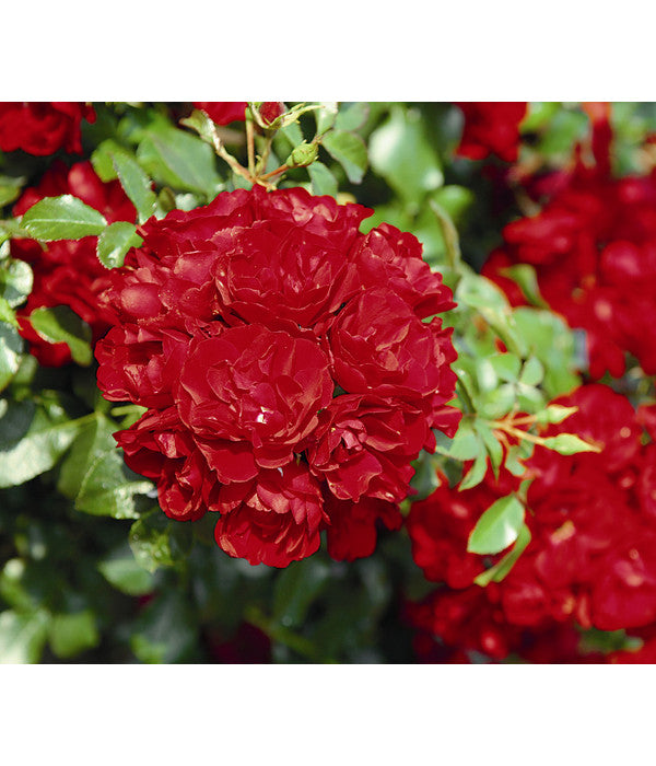  Bodendeckerrose 'Centro®-Rose'