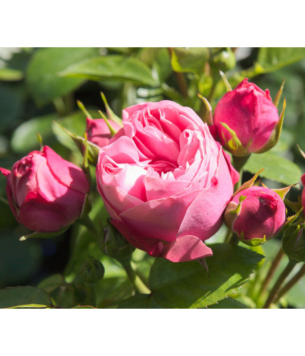  Noblesse® Spray-Rose 'Playful Rokoko®'