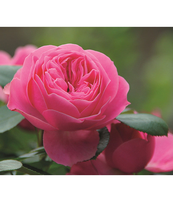  Noblesse® Spray-Rose 'Playful Rokoko®'