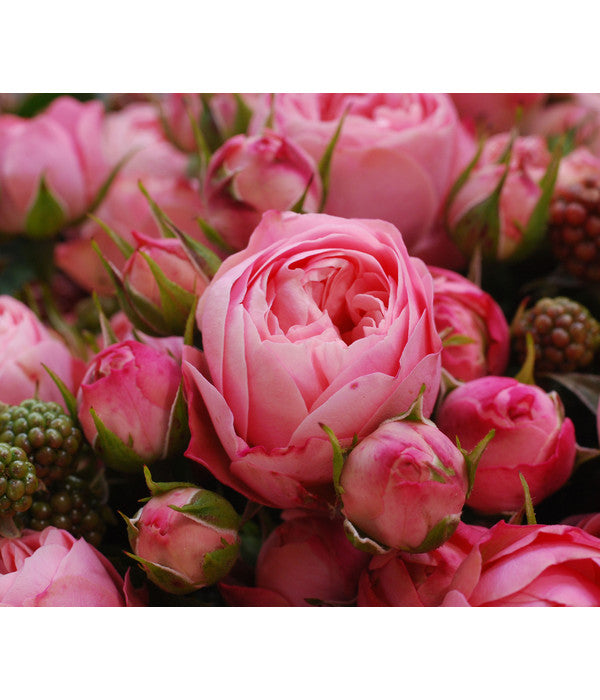  Noblesse® Spray-Rose 'Playful Rokoko®'