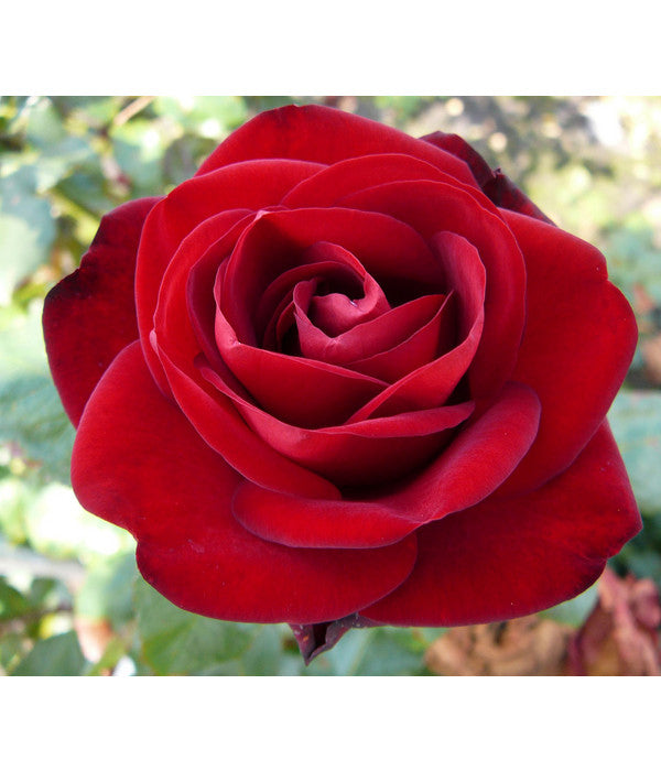  Edelrose 'Marlene®', Stämmchen