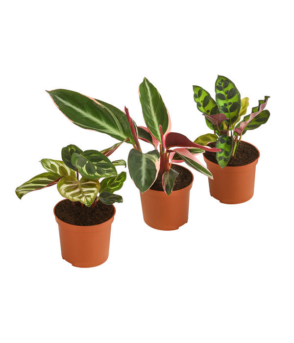 Korbmaranten-Set - Calathea, 3-teilig