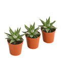  Haworthia - Haworthie Fasciata, 3er-Set