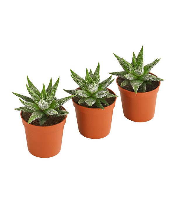  Haworthia - Haworthie Fasciata, 3er-Set