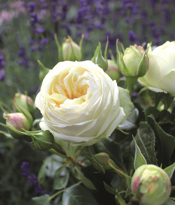  Nostalgie®-Edelrose 'Wedding Piano®'