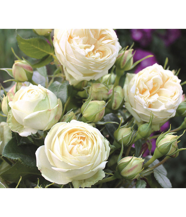  Nostalgie®-Edelrose 'Wedding Piano®'