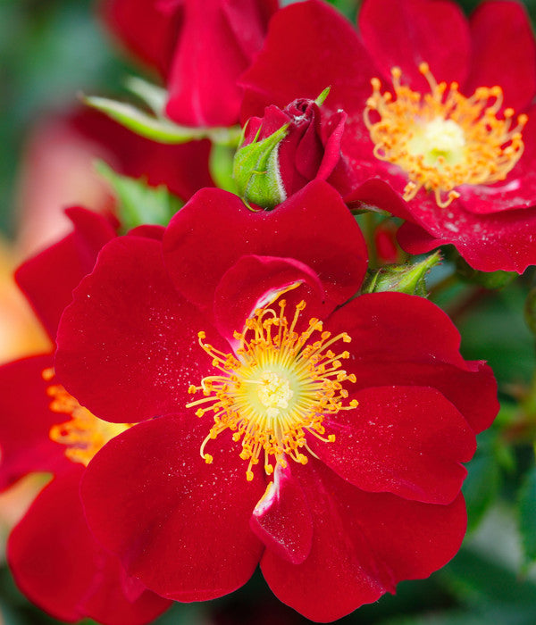  Beetrose 'Bienenweide®', Rot