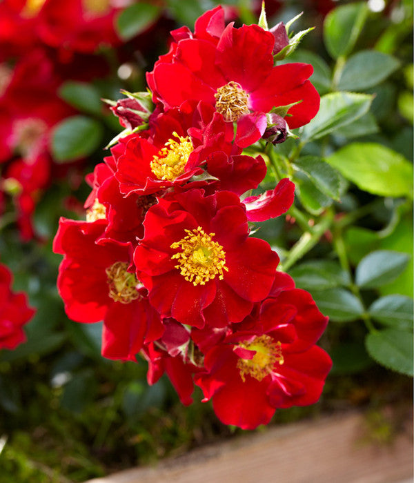  Beetrose 'Bienenweide®', Rot