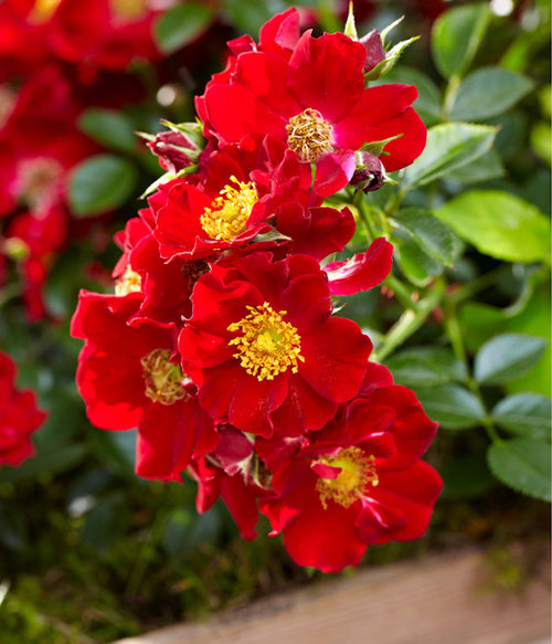  Beetrose 'Bienenweide®', Rot