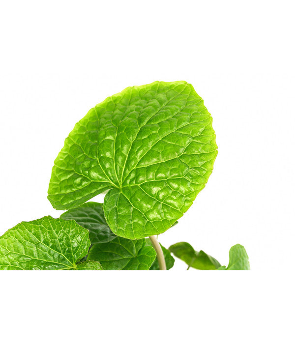  Wasabi
