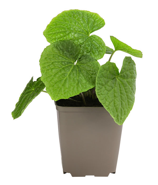  Wasabi