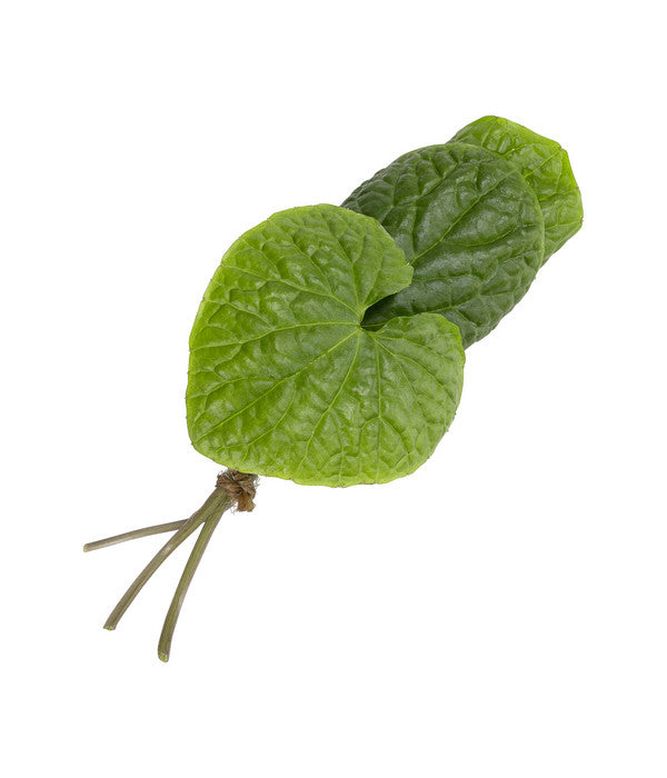  Wasabi