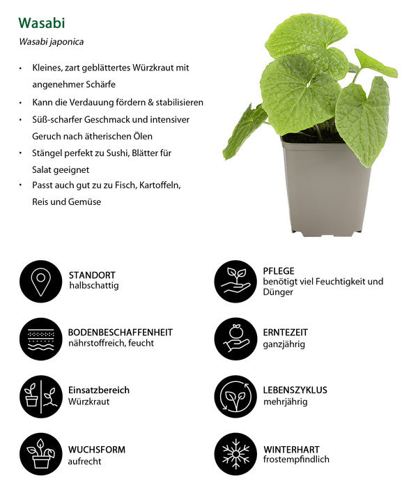  Wasabi
