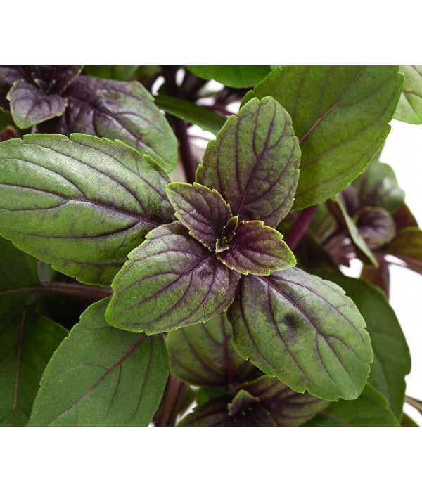  Dehner Gourmet Garten Strauchbasilikum 'Magic Blue'