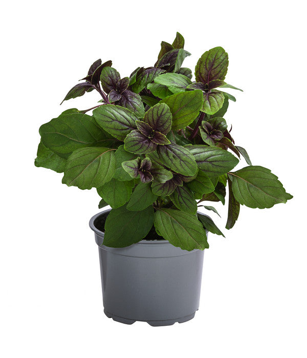  Dehner Gourmet Garten Strauchbasilikum 'Magic Blue'