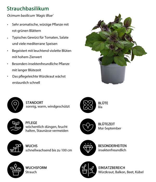  Dehner Gourmet Garten Strauchbasilikum 'Magic Blue'