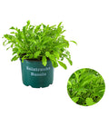  Bioland Rucola