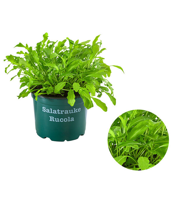  Bioland Rucola
