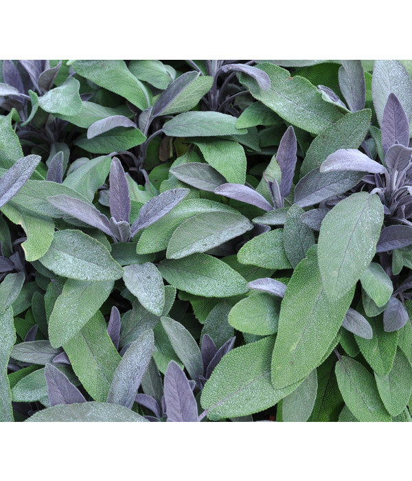  Dehner Gourmet Garten Purpursalbei