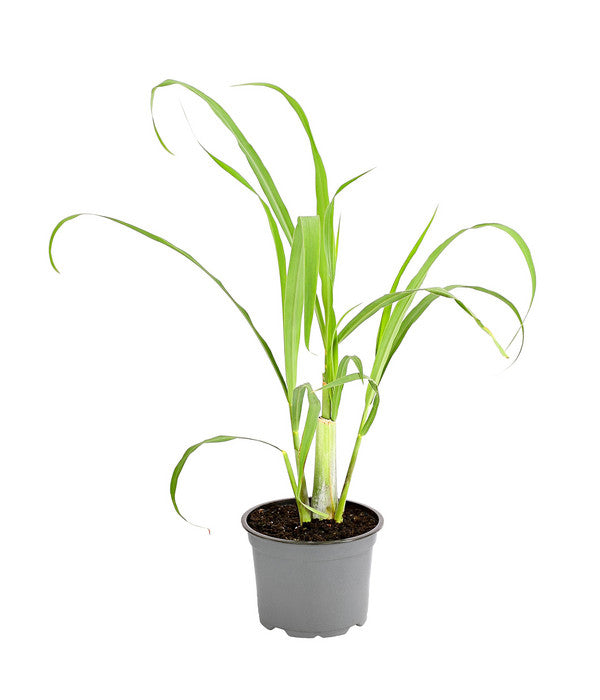  Dehner Gourmet Garten Zitronengras