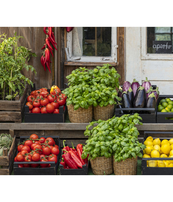  Tomate 'Garance'