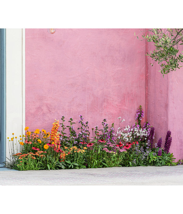  Lupine 'West Country', Verschiedene Farben