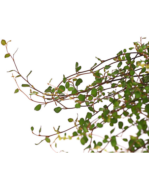  Mühlenbeckia, Kleinblättrig