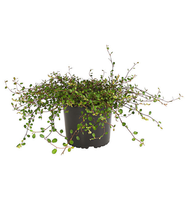  Mühlenbeckia, Kleinblättrig