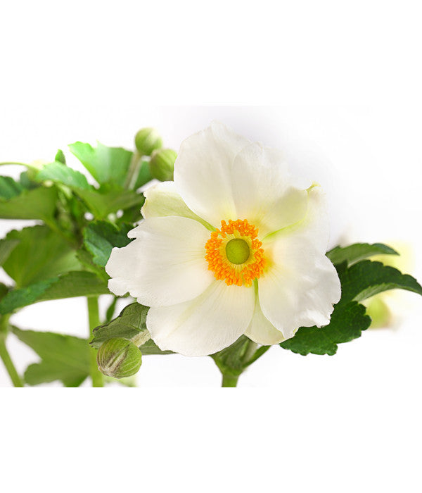  Herbst-Anemone, Verschiedene Sorten