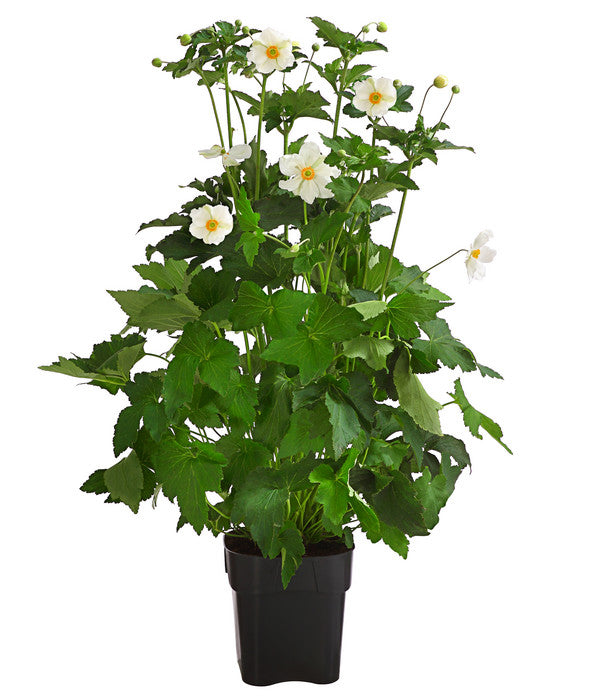  Herbst-Anemone, Verschiedene Sorten