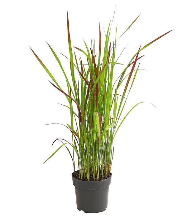  Japanisches Blutgras 'Red Baron'