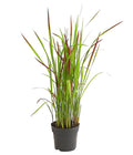  Japanisches Blutgras 'Red Baron'