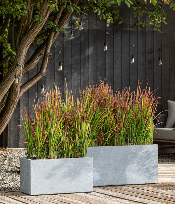  Japanisches Blutgras 'Red Baron'
