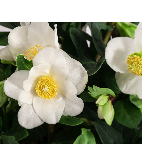  Christrose