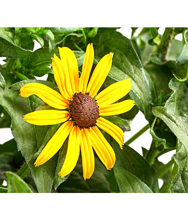  Sonnenhut 'Goldsturm'