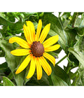  Sonnenhut 'Goldsturm'