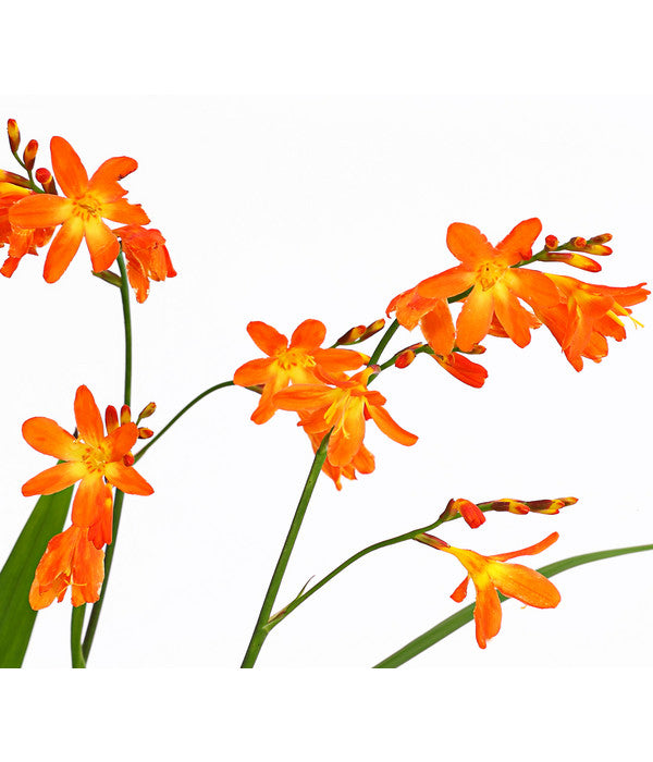  Montbretie, Verschiedene Farben