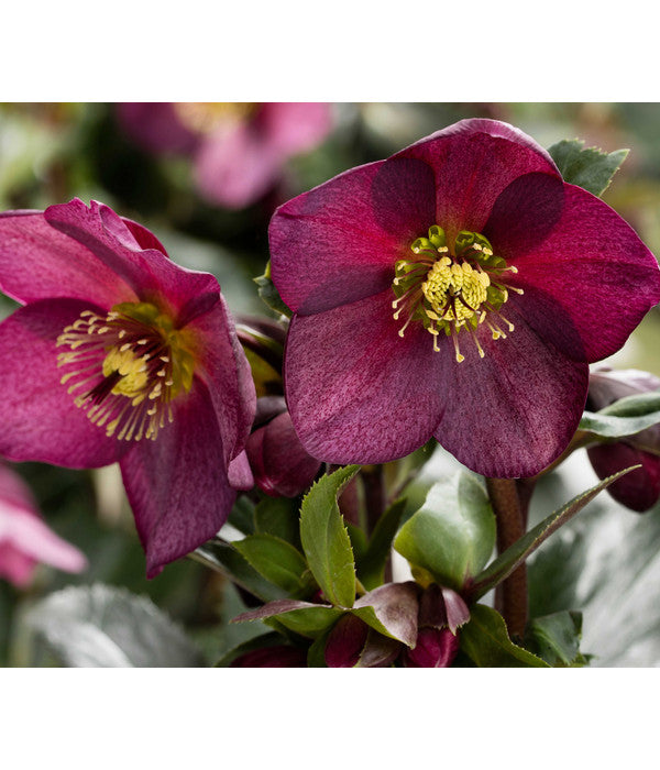  Schneerose 'Ice N' Roses® Red' - Helleborus Gold Collection®