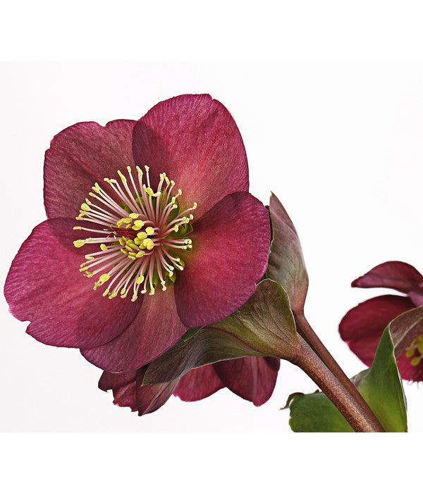  Schneerose 'Ice N' Roses® Red' - Helleborus Gold Collection®