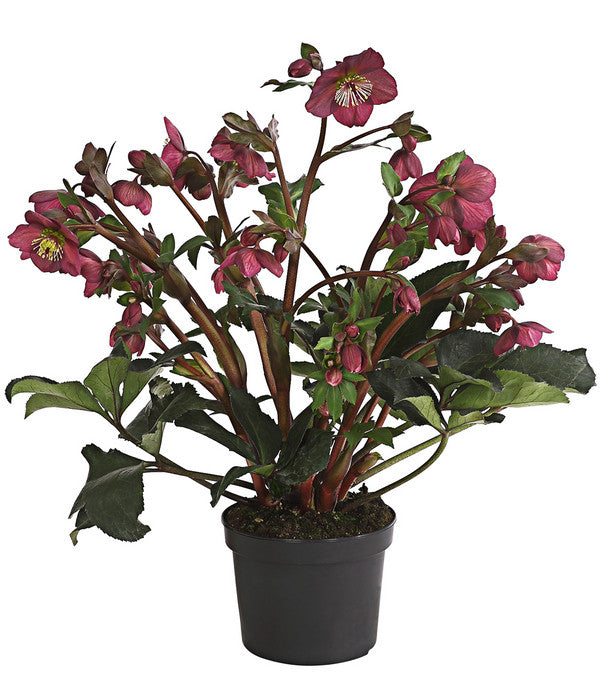  Schneerose 'Ice N' Roses® Red' - Helleborus Gold Collection®