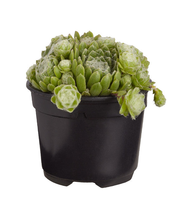  Hauswurz, 6er Schale