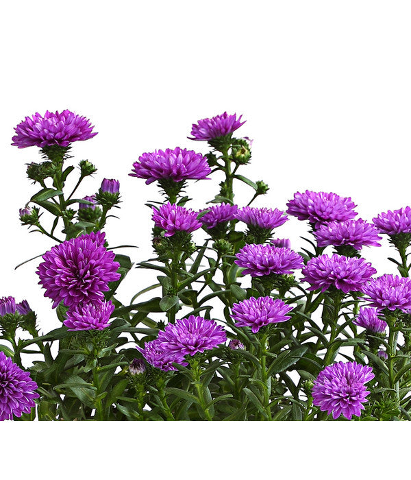  Glattblatt-Aster
