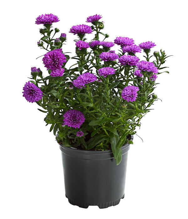  Glattblatt-Aster