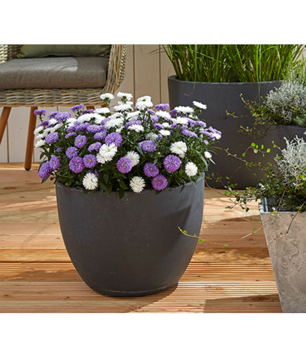  Glattblatt-Aster