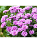  Glattblatt-Aster