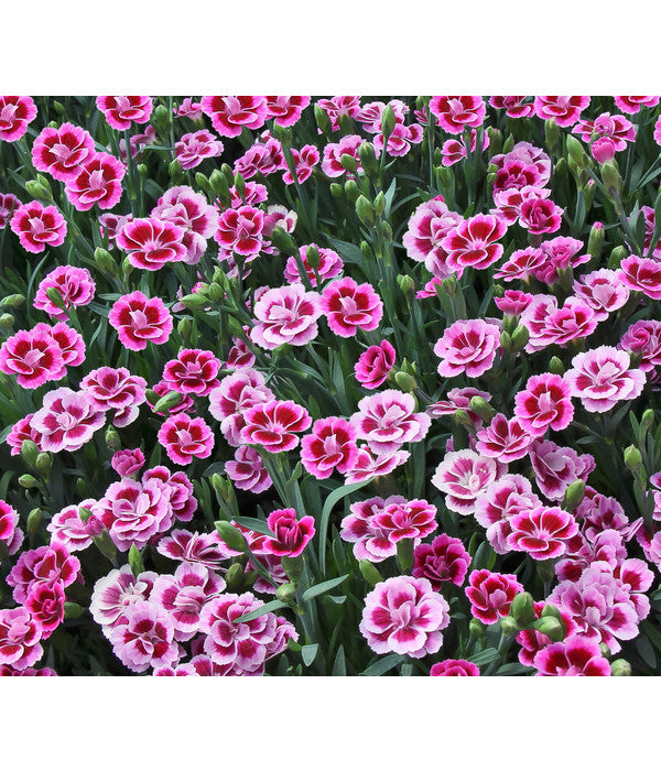  Garten-Nelke 'Pink Kisses®', Schale