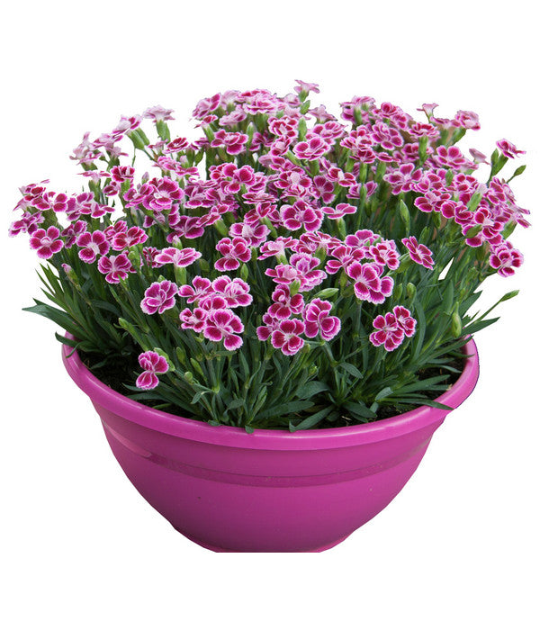  Garten-Nelke 'Pink Kisses®', Schale