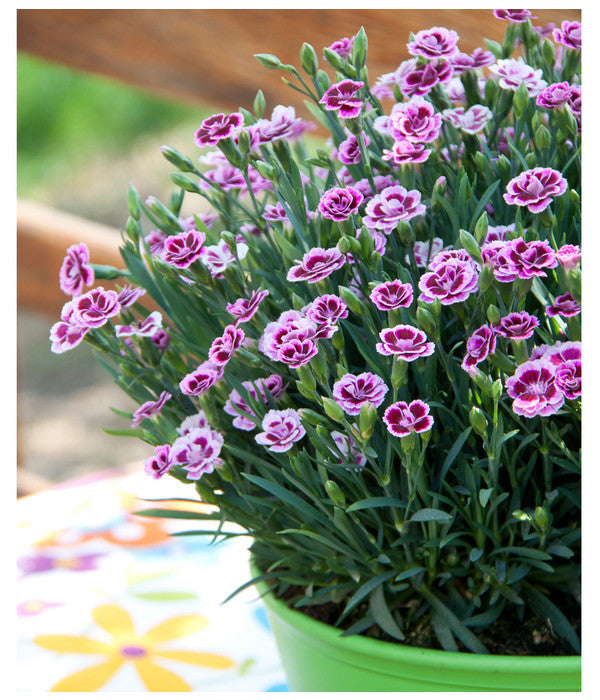  Garten-Nelke 'Pink Kisses®', Schale
