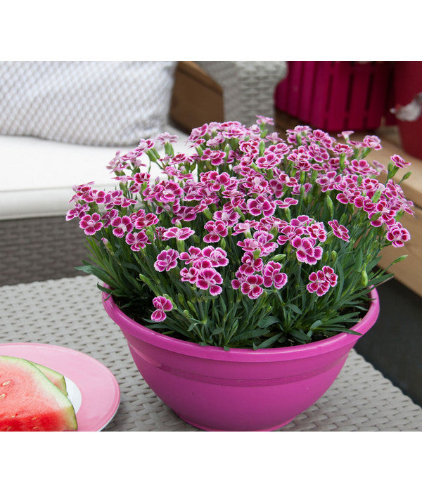  Garten-Nelke 'Pink Kisses®', Schale